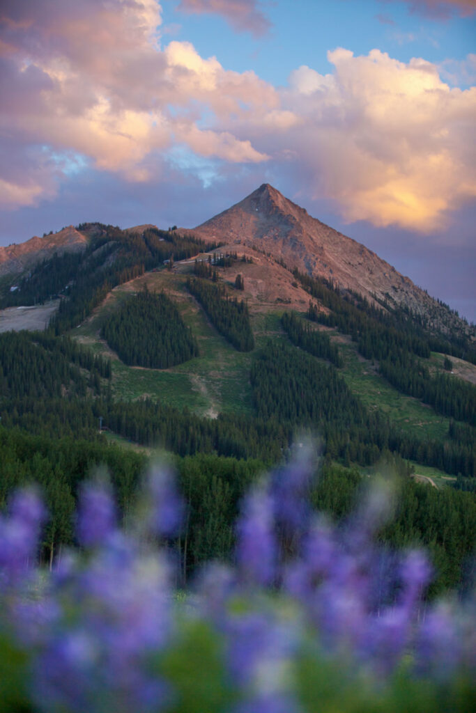 Summer image of Crested Butte Mountain with wildflowers in the foreground