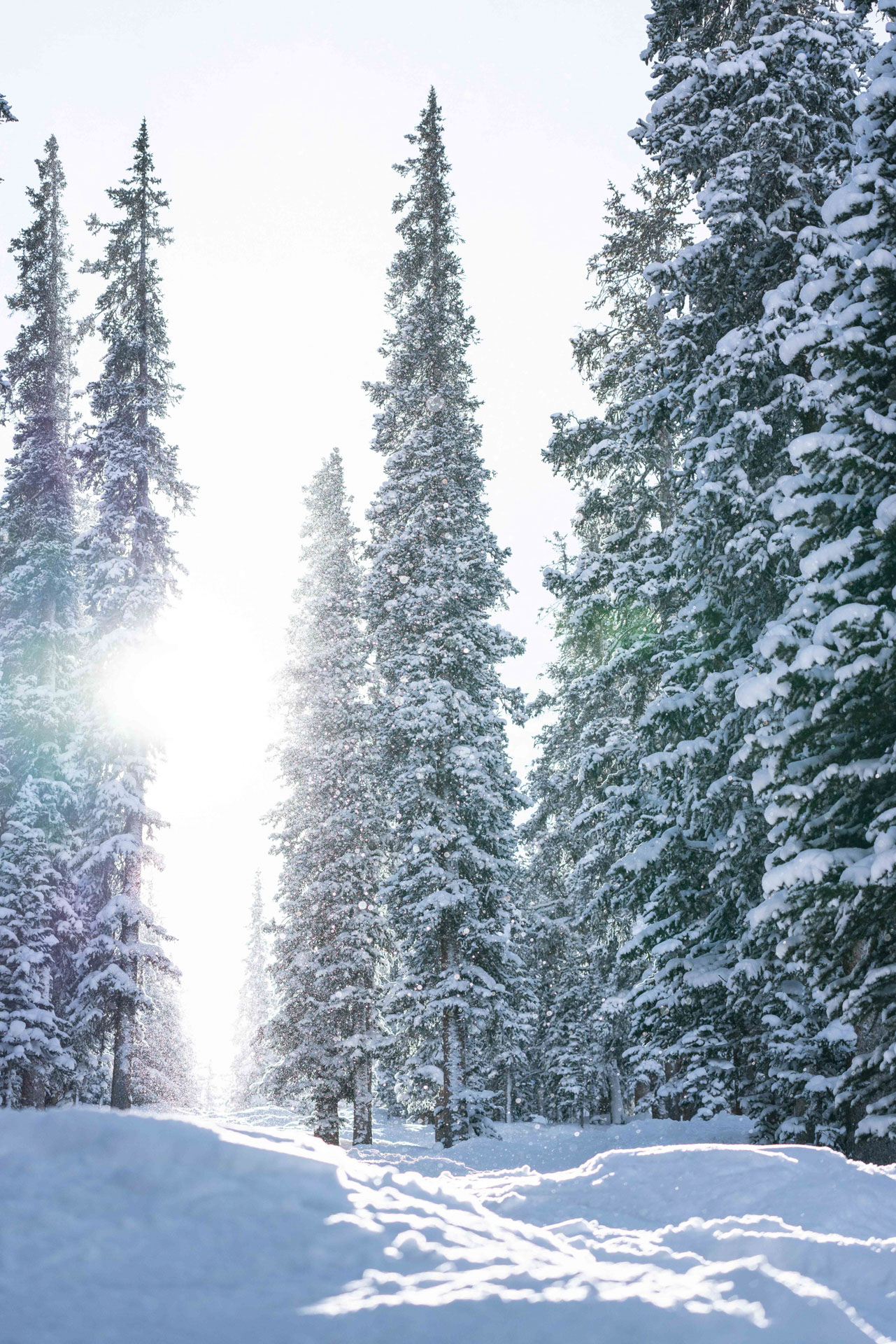 Image of evergreen trees covered in snow with snowflakes glittering in the sky