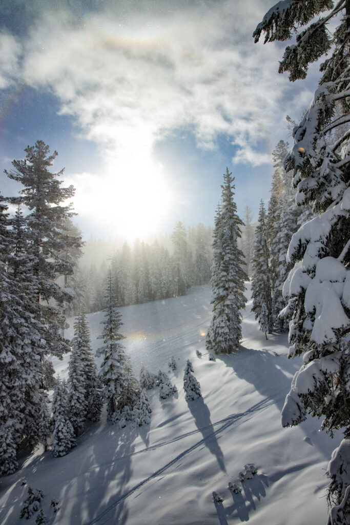 Scenic winter image of big evergreen trees covered in snow with snowflakes glittering in the sky